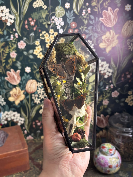 Muskrat Skull & Buckeye Butterflies in Glass Coffin / Shelf Sitter