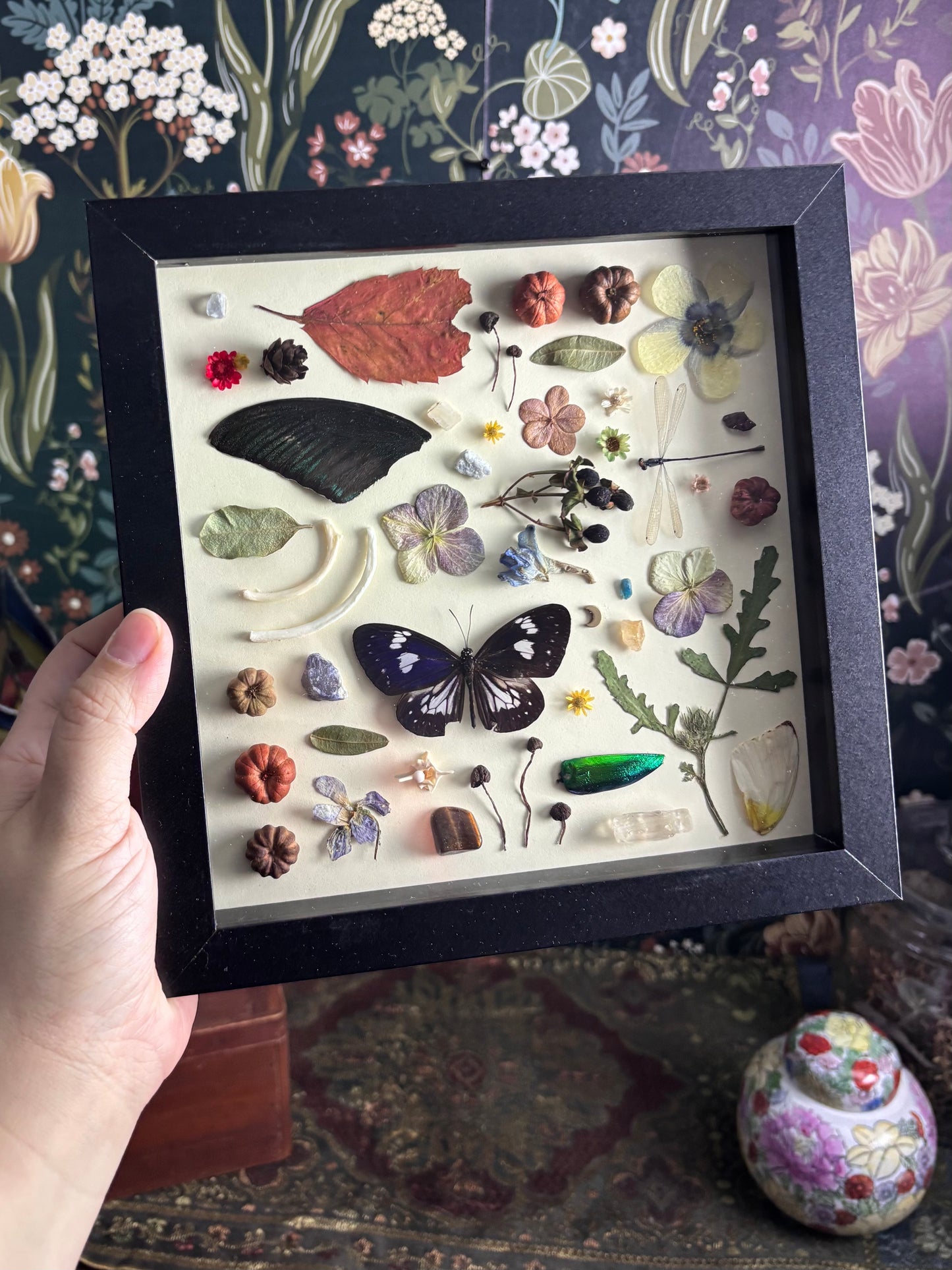 "I Spy" Inspired Shadow Box - Striped Blue Crow Butterfly, Swallowtail Butterfly Wing, Damselfly  - 8"x8"