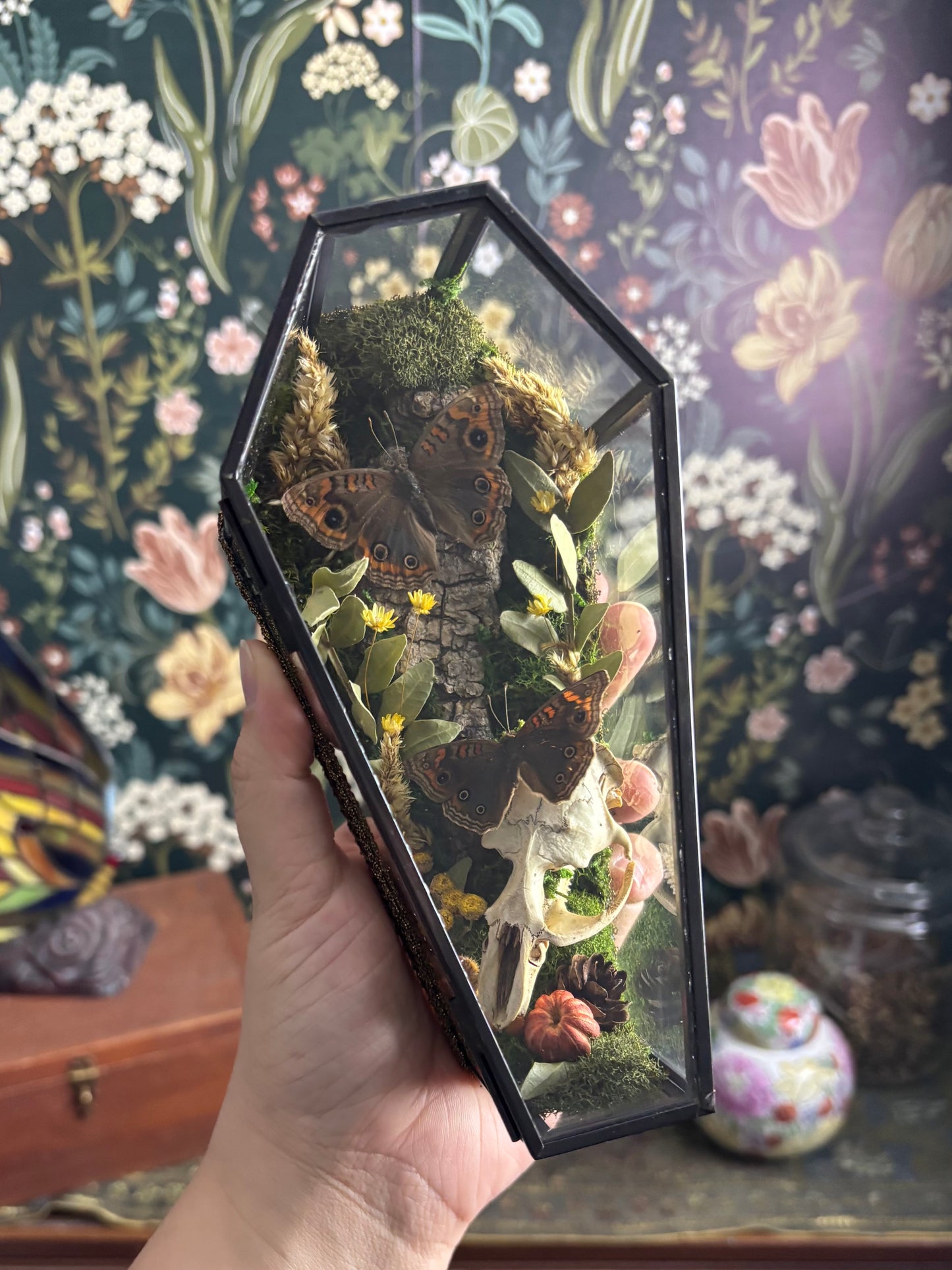 Muskrat Skull & Buckeye Butterflies in Glass Coffin / Shelf Sitter
