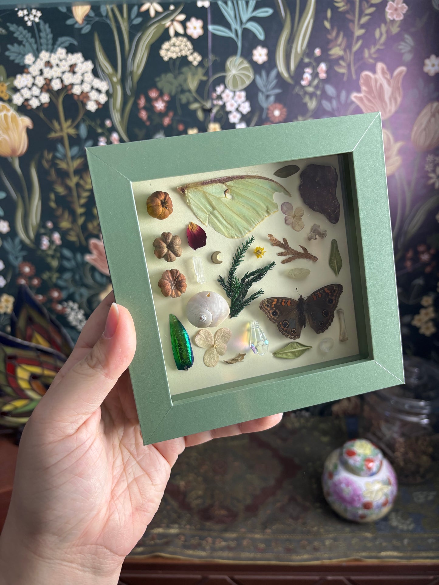 "I Spy" Inspired Shadow Box - Luna Moth Wing, Buckeye Butterfly, Snail Shell - 6"x6"