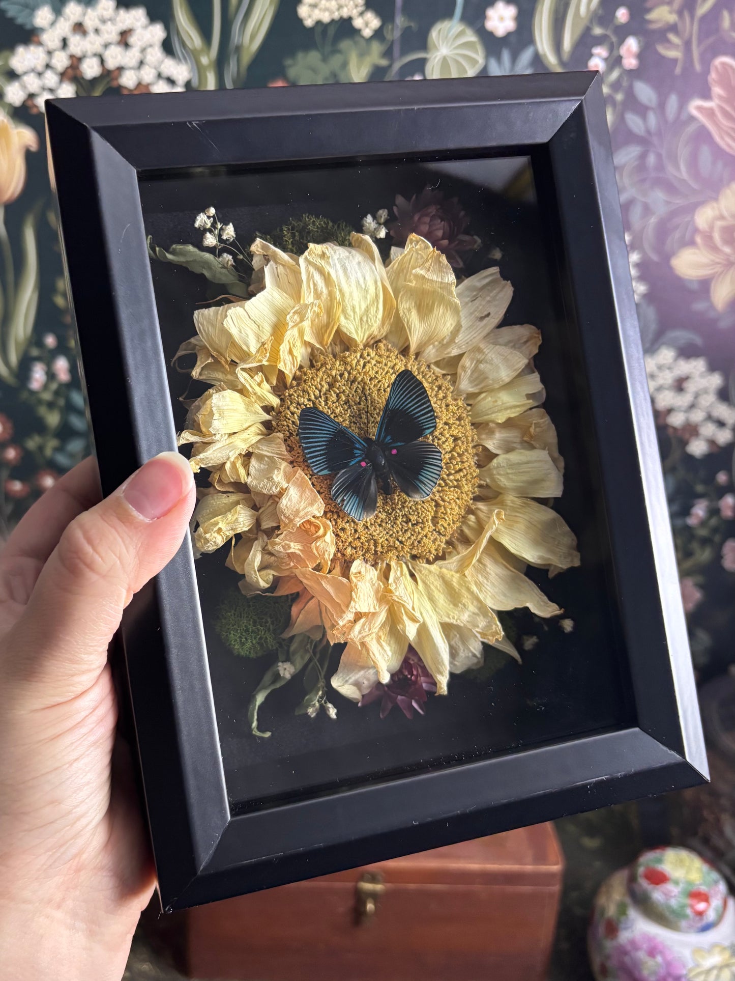 Apollo Metalmark Butterfly & Sunflower in Deep Shadow Box / 6"x8"x2.5"
