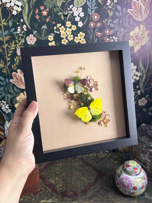 Malagasy Lilac Tipped Butterfly & Orange Brimstone Butterfly on Soft Pink - 8"x8"