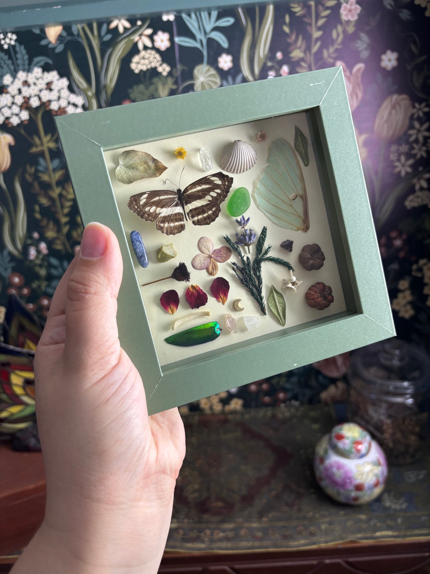 "I Spy" Inspired Shadow Box - Common Sailer Butterfly, Luna Moth Wing - 6"x6"