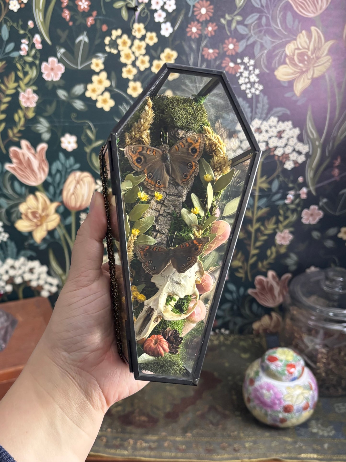 Muskrat Skull & Buckeye Butterflies in Glass Coffin / Shelf Sitter