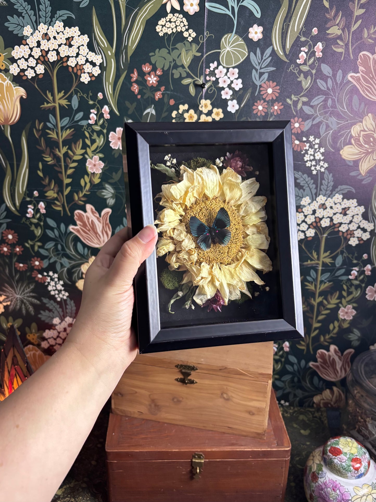 Apollo Metalmark Butterfly & Sunflower in Deep Shadow Box / 6"x8"x2.5"