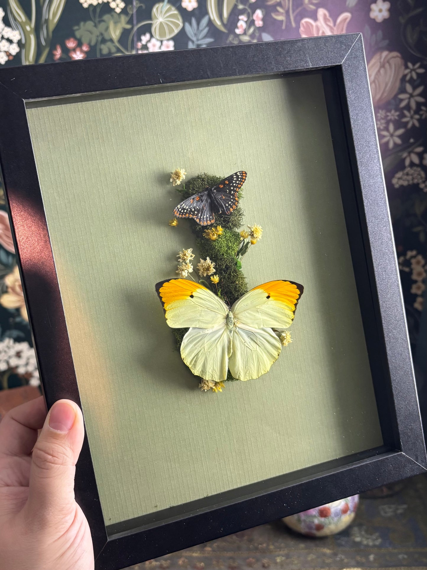 Baltimore Checkerspot Butterfly & Orange-Tipped Sulphur Butterfly on soft, Sage Green - 8"x10"