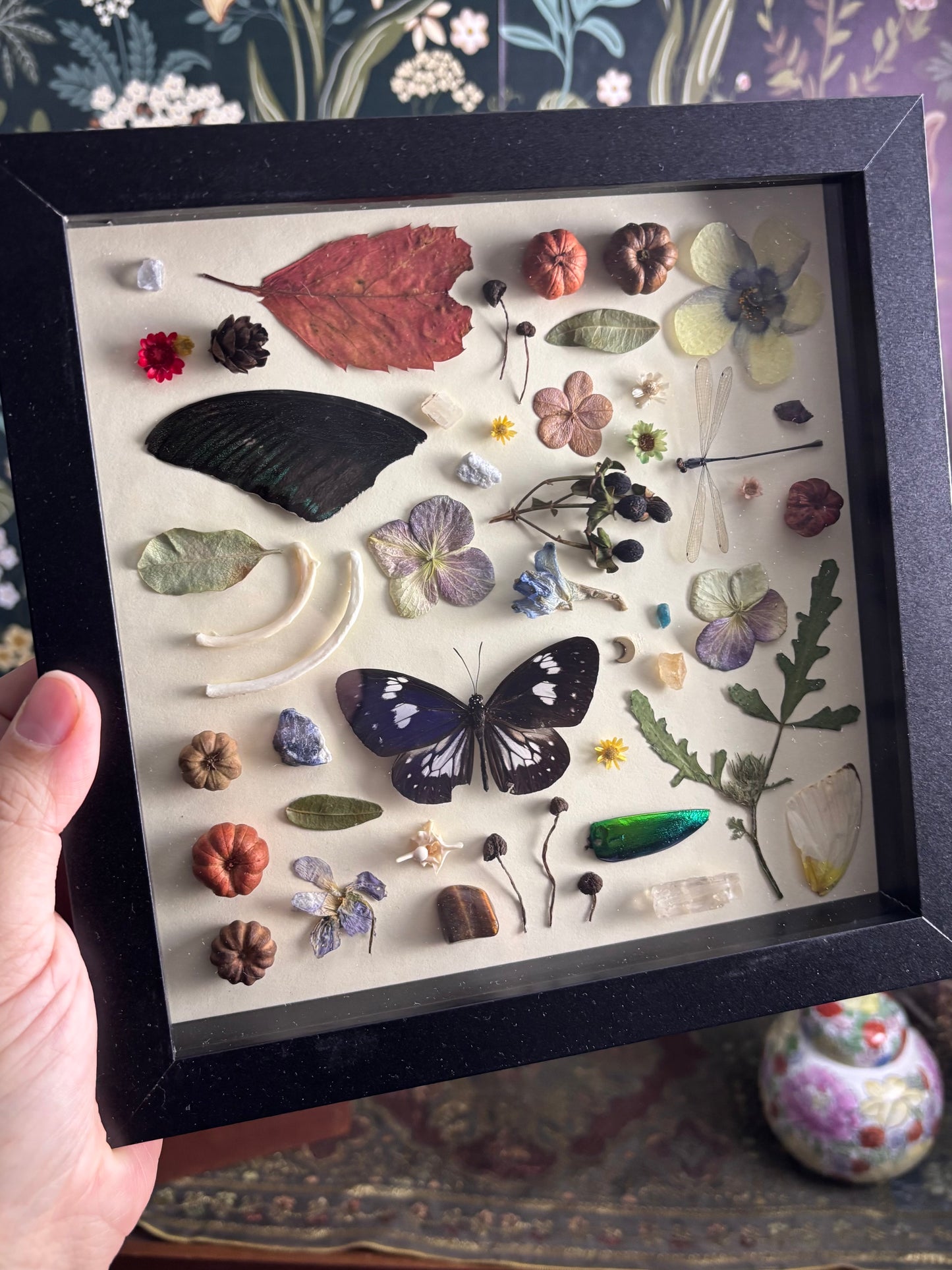 "I Spy" Inspired Shadow Box - Striped Blue Crow Butterfly, Swallowtail Butterfly Wing, Damselfly  - 8"x8"