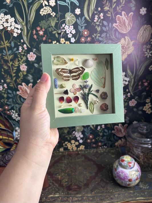 "I Spy" Inspired Shadow Box - Common Sailer Butterfly, Luna Moth Wing - 6"x6"