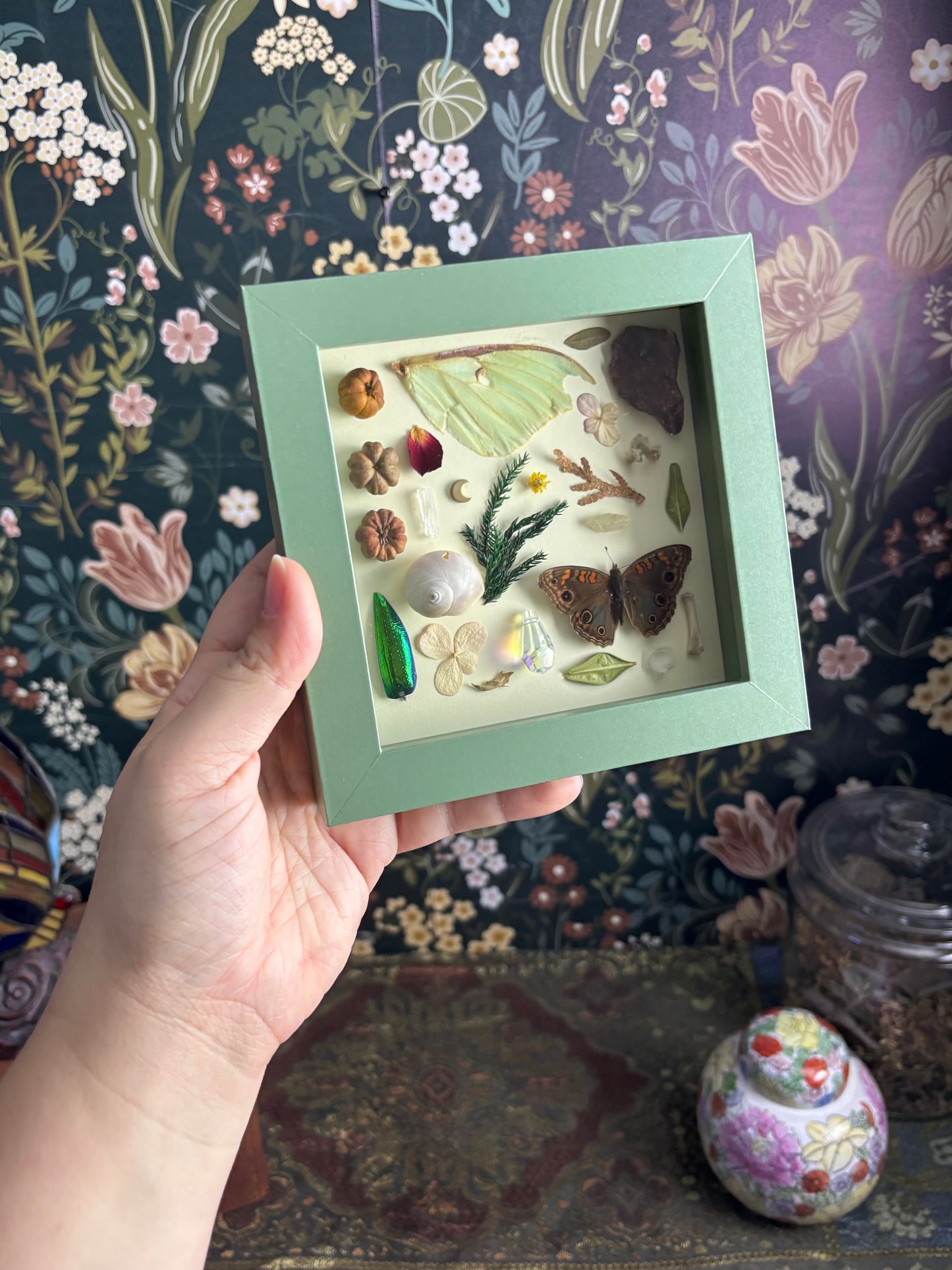 "I Spy" Inspired Shadow Box - Luna Moth Wing, Buckeye Butterfly, Snail Shell - 6"x6"