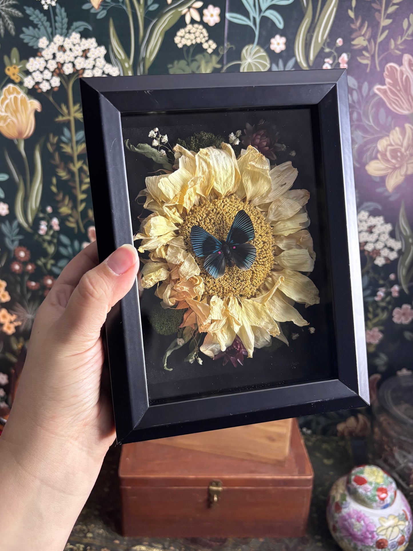 Apollo Metalmark Butterfly & Sunflower in Deep Shadow Box / 6"x8"x2.5"