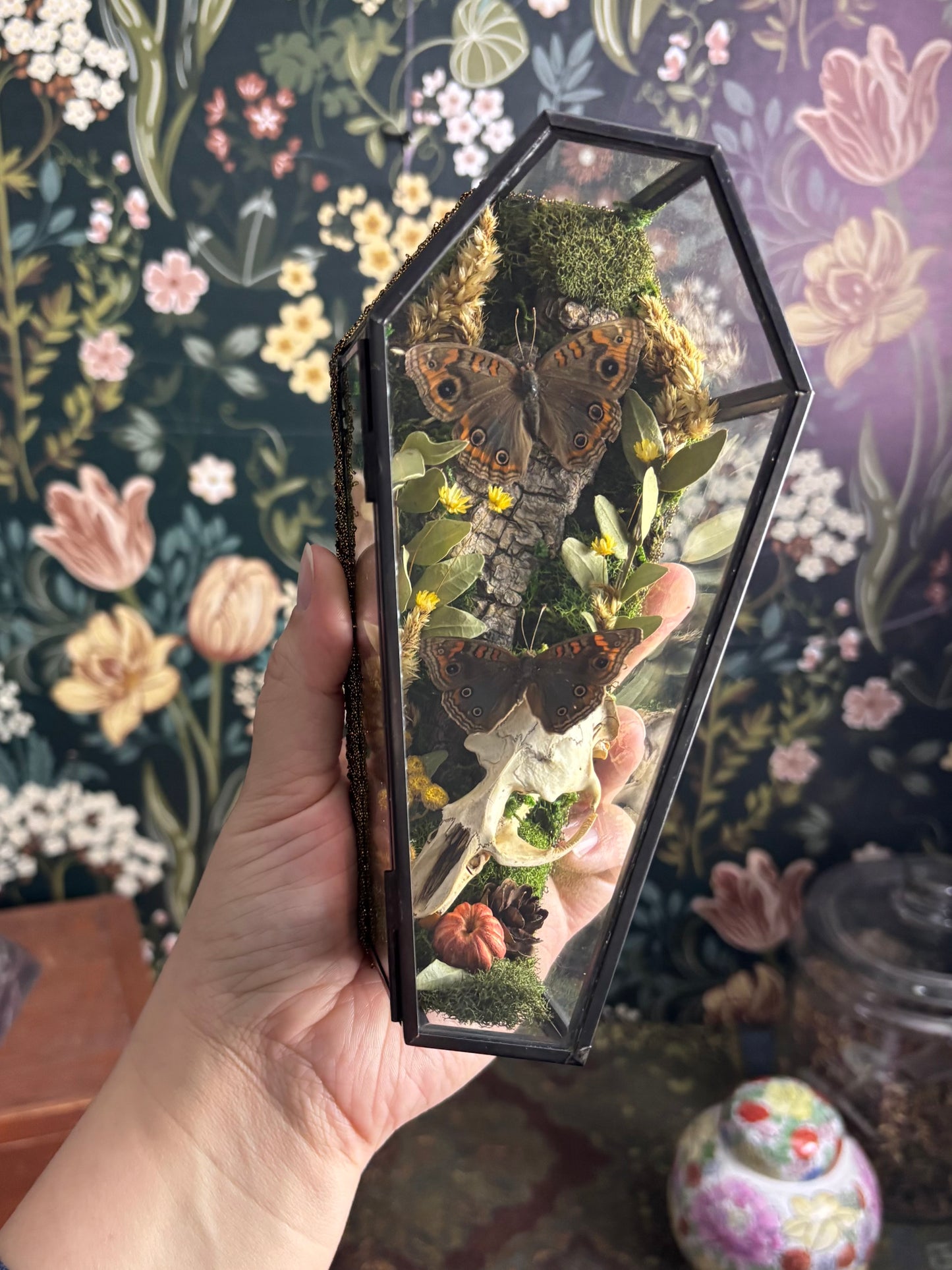 Muskrat Skull & Buckeye Butterflies in Glass Coffin / Shelf Sitter