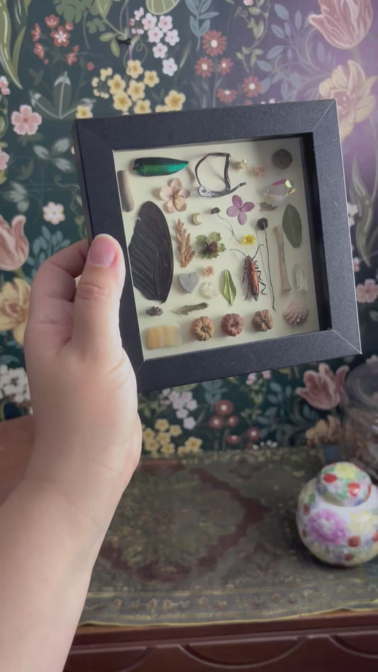 "I Spy" Inspired Shadow Box - Musk Beetle, Swallowtail Butterfly Wing, Dried Snake  - 6"x6"