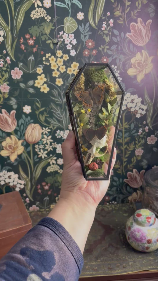Muskrat Skull & Buckeye Butterflies in Glass Coffin / Shelf Sitter