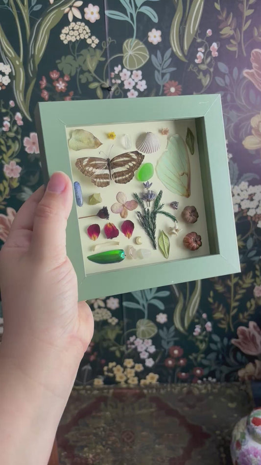 "I Spy" Inspired Shadow Box - Common Sailer Butterfly, Luna Moth Wing - 6"x6"
