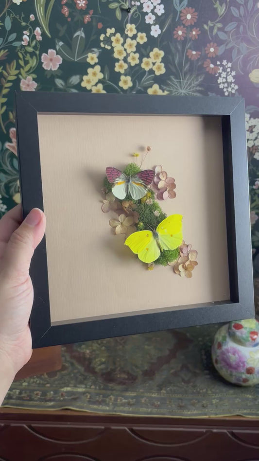 Malagasy Lilac Tipped Butterfly & Orange Brimstone Butterfly on Soft Pink - 8"x8"