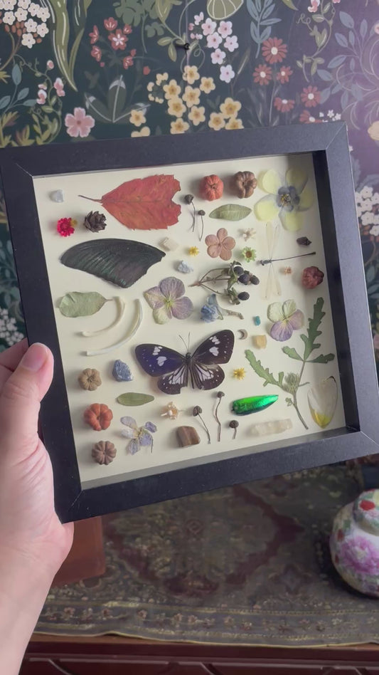 "I Spy" Inspired Shadow Box - Striped Blue Crow Butterfly, Swallowtail Butterfly Wing, Damselfly  - 8"x8"