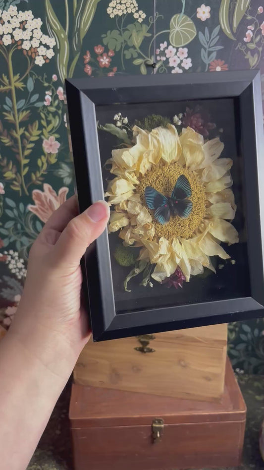 Apollo Metalmark Butterfly & Sunflower in Deep Shadow Box / 6"x8"x2.5"