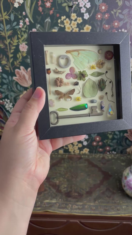 "I Spy" Inspired Shadow Box - Common Moth, June Beetle, Luna Moth Wing - 6"x6"