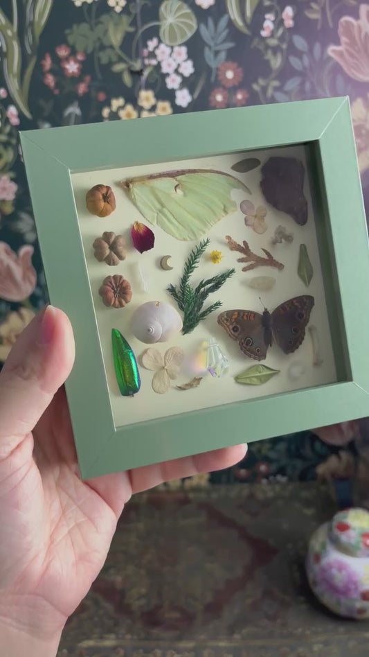 "I Spy" Inspired Shadow Box - Luna Moth Wing, Buckeye Butterfly, Snail Shell - 6"x6"