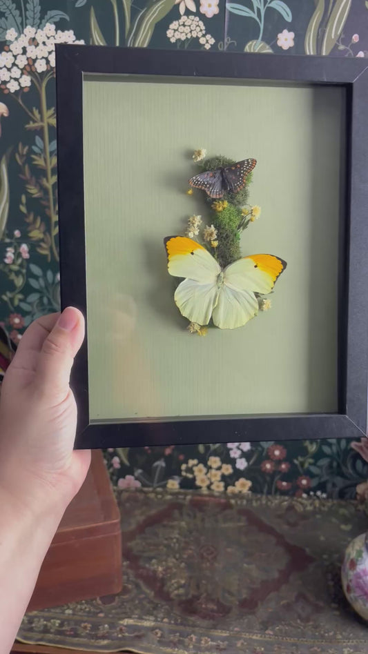 Baltimore Checkerspot Butterfly & Orange-Tipped Sulphur Butterfly on soft, Sage Green - 8"x10"